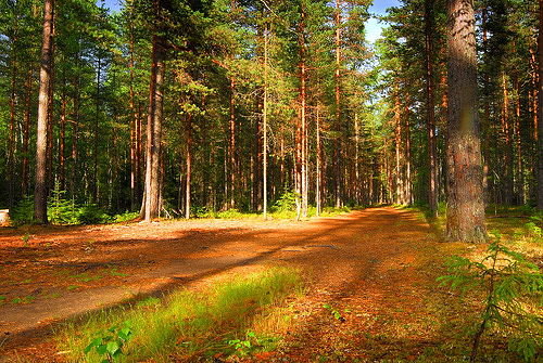 лес - сосны, деревья - оригинал