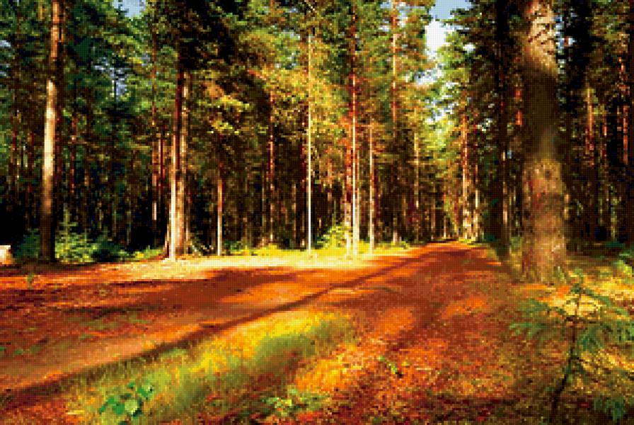 лес - сосны, деревья - предпросмотр