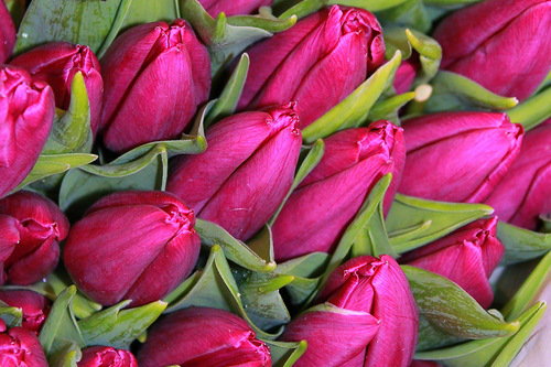 тюльпаны - букет, цветы, тюльпаны - оригинал