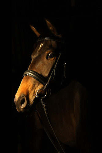 конь - лошадь, конь, портрет - оригинал