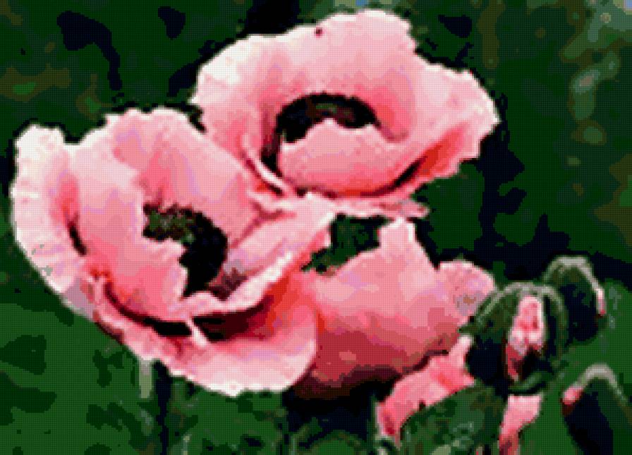 розовые маки - цветы, маки, подушка, мак, розовый - предпросмотр