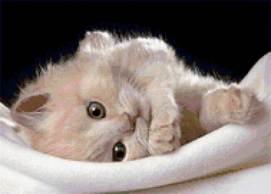 Пушистое чудо - предпросмотр