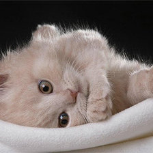 Пушистое чудо