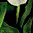 Предпросмотр схемы вышивки «букет белых тюльпанов» (№296193)