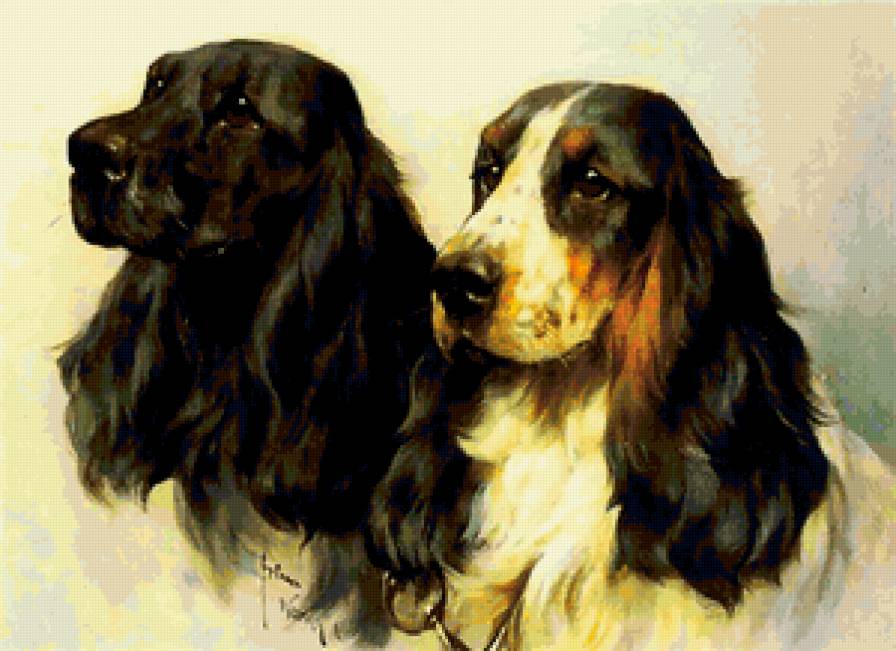 спаниэли - предпросмотр