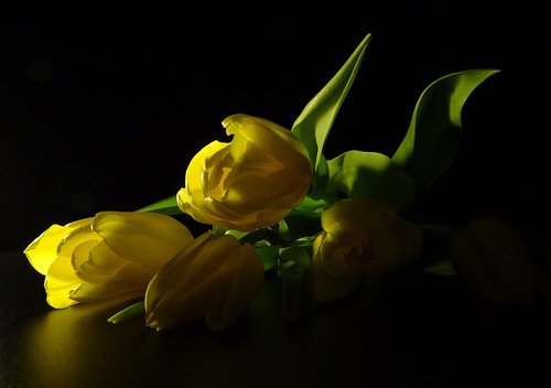 тюльпаны - тюльпаны, букет, цветы - оригинал