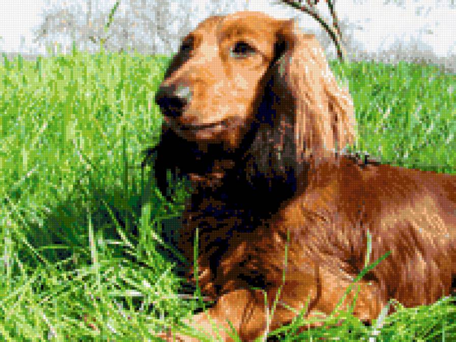 Моя такса - собака, такса - предпросмотр