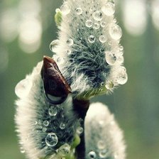 Схема вышивки «Верба»