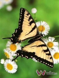 серия "бабочки" - насекомые, бабочки, цветы, ромашки - оригинал