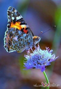 серия "бабочки" - цветы, бабочка - оригинал