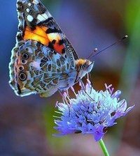 Схема вышивки «серия "бабочки"»