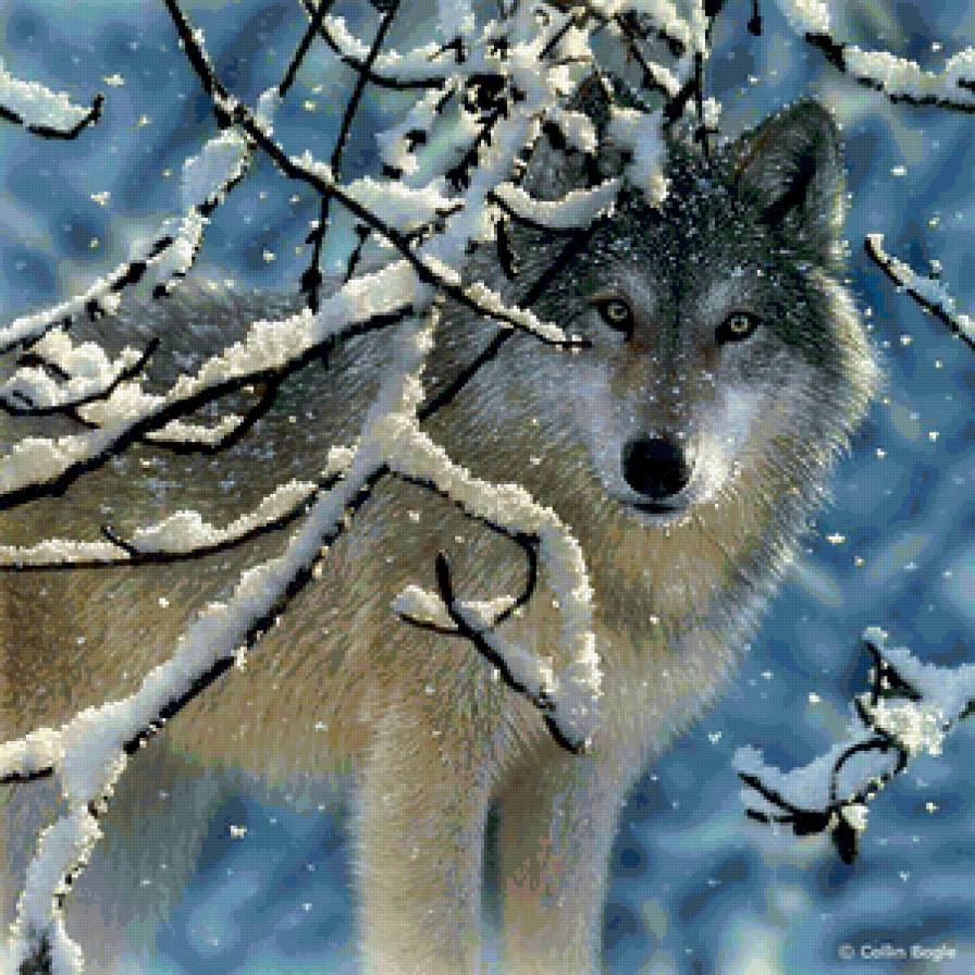волк - природа - предпросмотр