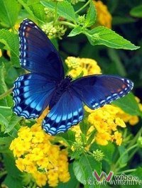 серия "бабочки" - цветы, бабочка - оригинал