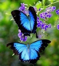 Схема вышивки «серия "бабочки"»