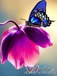 серия "бабочки" - бабочка, цветы - оригинал