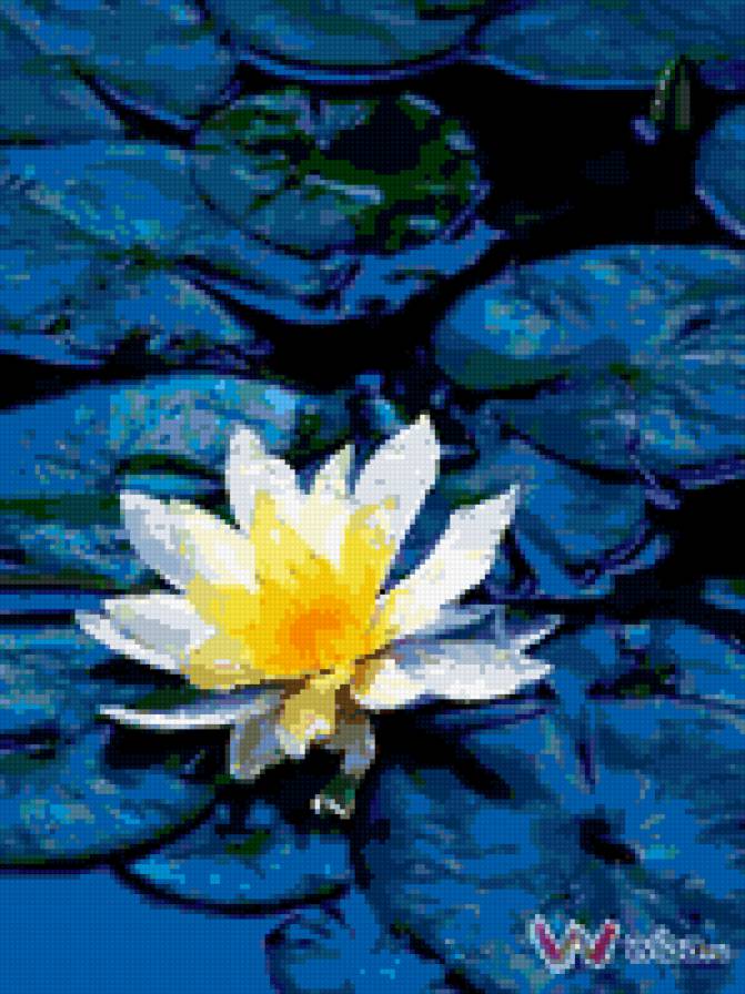 лотос - цветок, вода, лотос - предпросмотр