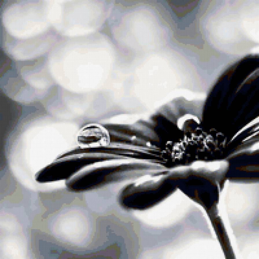 цветы - красота, черное-белое, цветы - предпросмотр