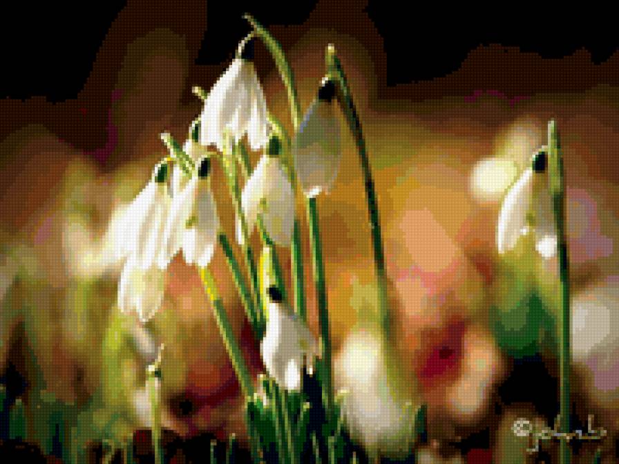 Подснежники - подснежники - предпросмотр