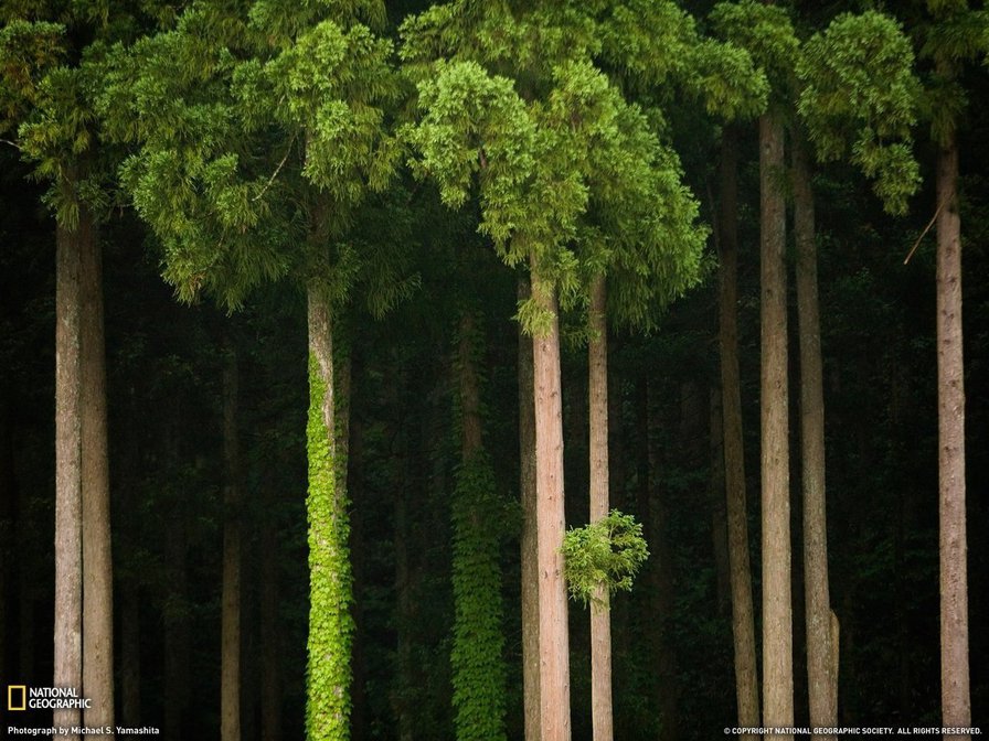 сосны - сосны - оригинал