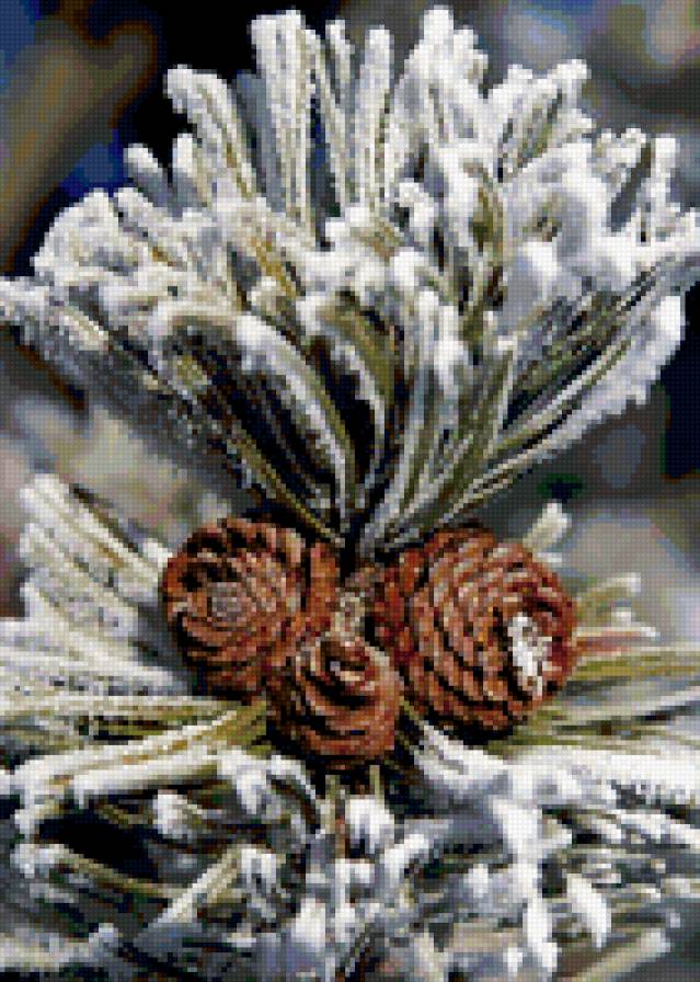 ветка сосны - шишки, сосна - предпросмотр