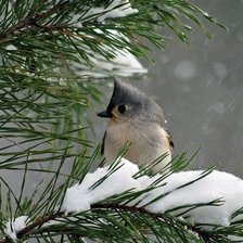 Схема вышивки «сосны»