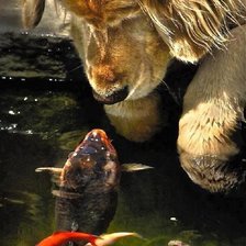 собака на рыбалке