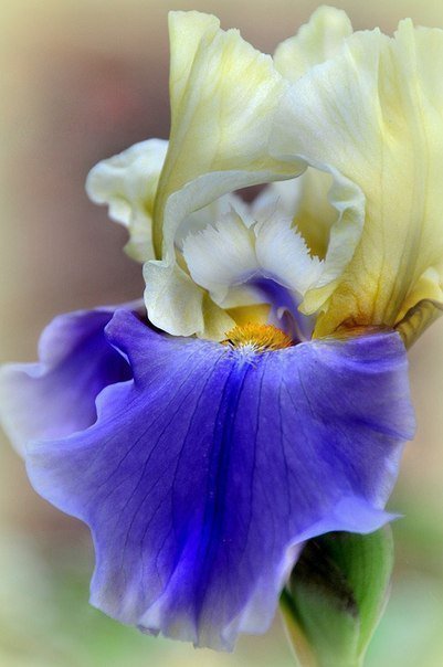 ирис - цветы, ирисы - оригинал