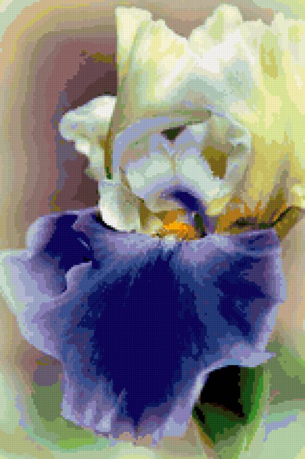 ирис - цветы, ирисы - предпросмотр