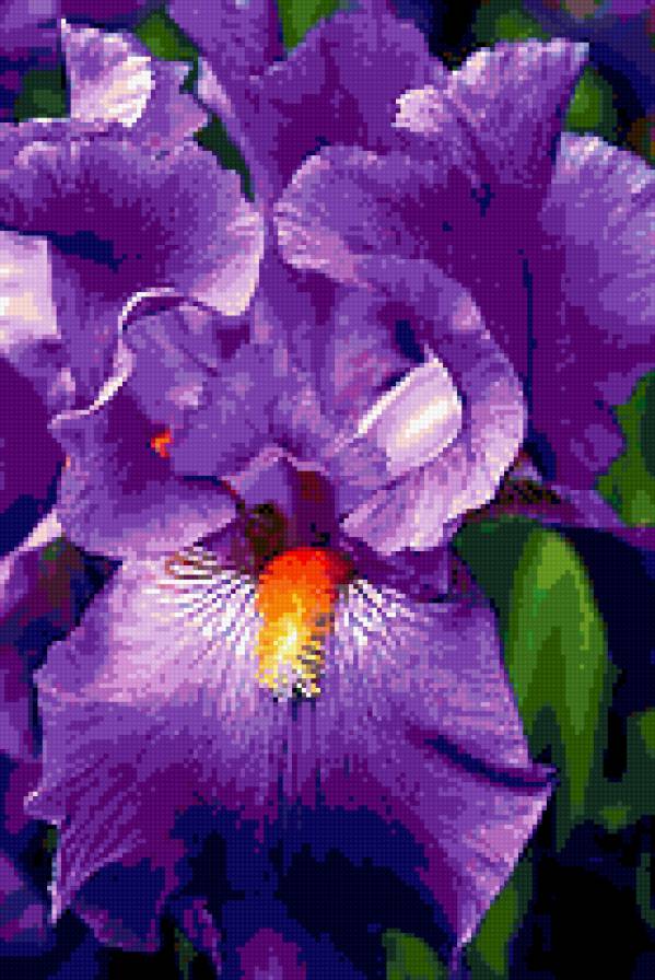 Ирис - цветы, ирисы - предпросмотр