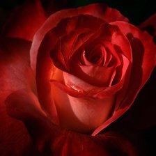 Схема вышивки «роза»