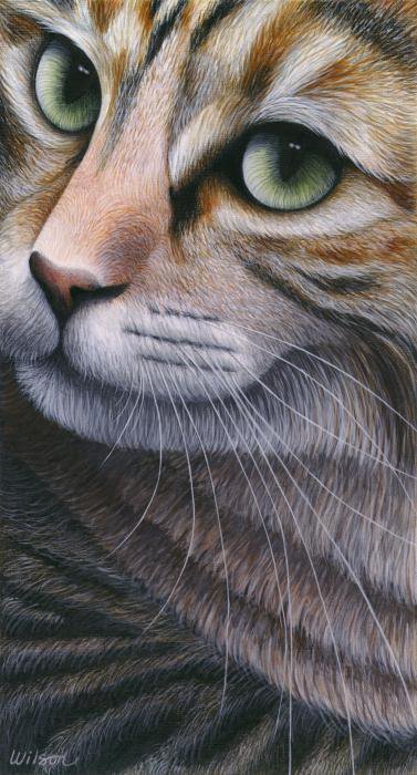 коты2 - кошка, мордочка, коты - оригинал