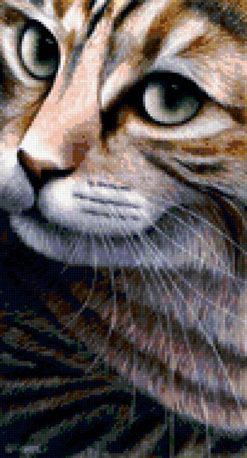 коты5 - кошка, коты, кот - предпросмотр