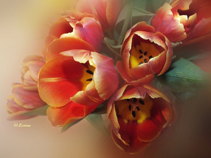 Тюльпаны - цветы - оригинал