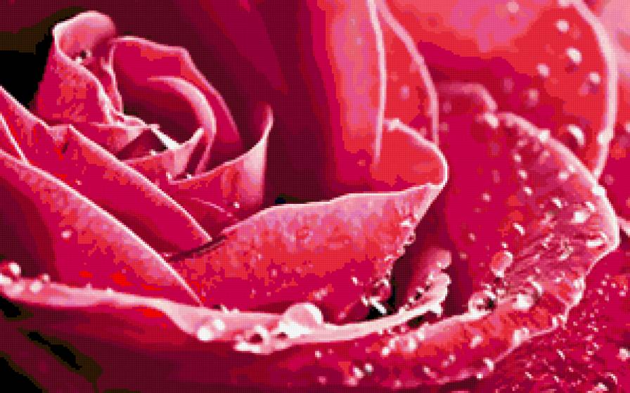 роза - квіти, роза - предпросмотр