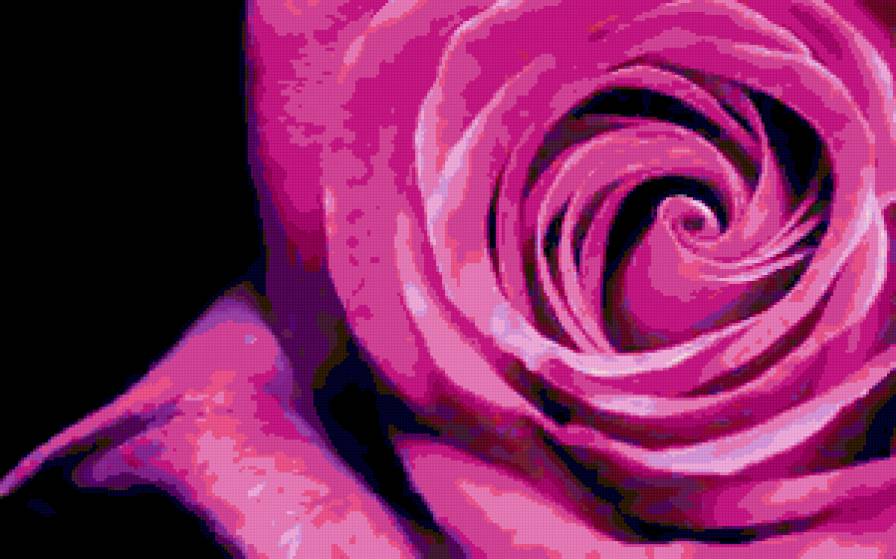 роза - роза, квіти - предпросмотр