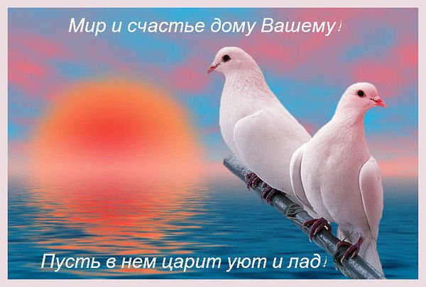 Голуби - оригинал