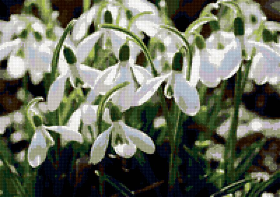 Подснежник - весна, подснежник, цветы - предпросмотр