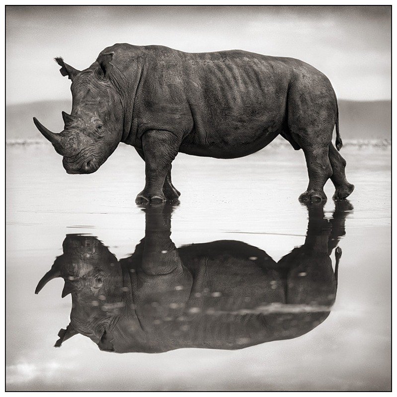 отражение - африка, носорог, животные - оригинал