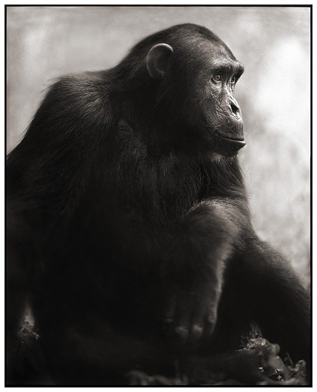 шимпанзе - животные, шимпанзе - оригинал