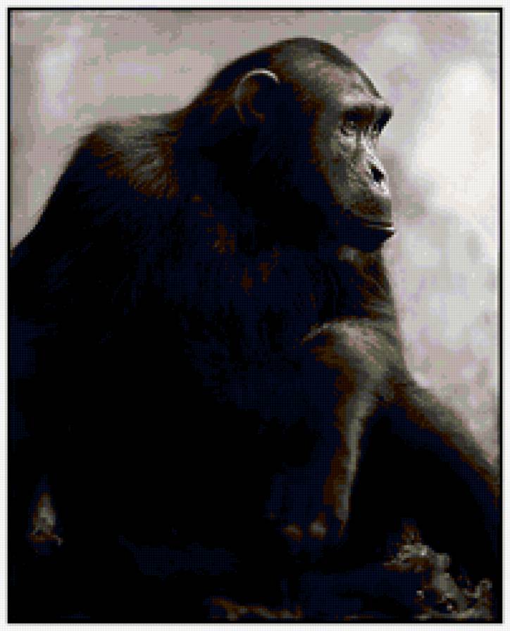 шимпанзе - шимпанзе, животные - предпросмотр