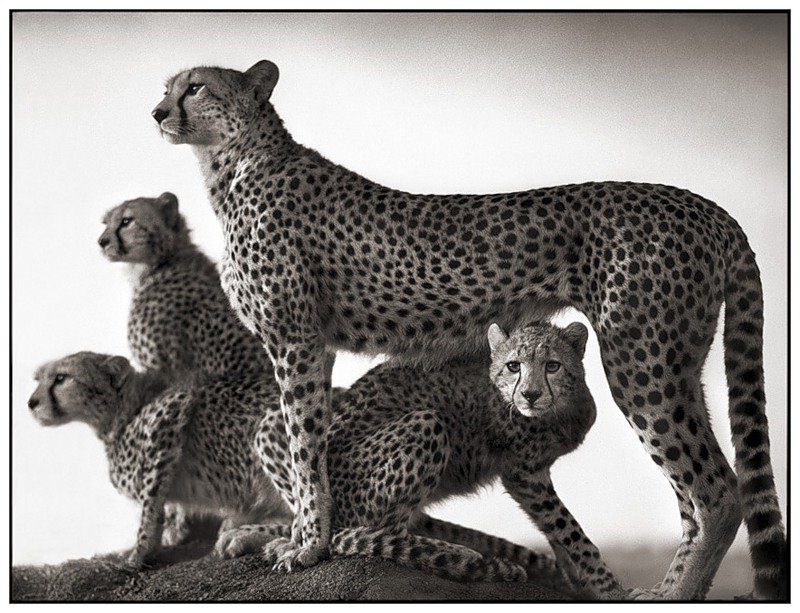 мама с котятами - животные, дикие кошки, гепард - оригинал