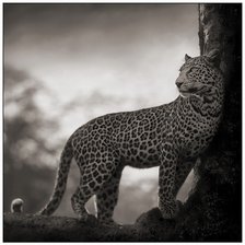 Оригинал схемы вышивки «леопард» (№297835)