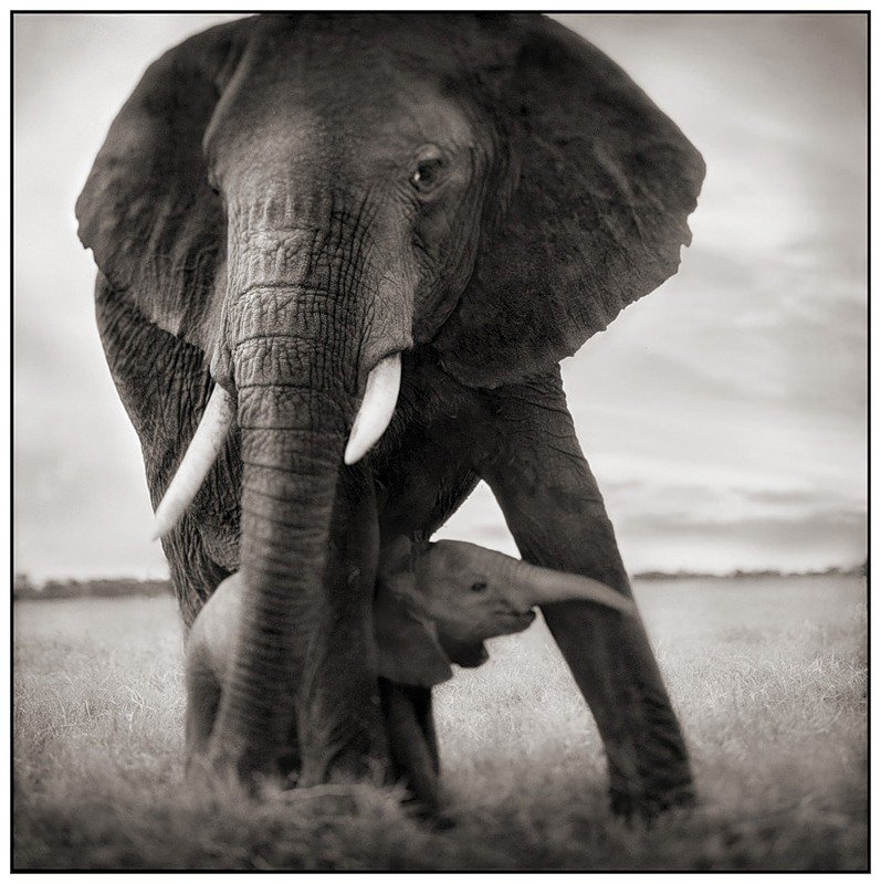 под защитой - слон, африка, животные - оригинал