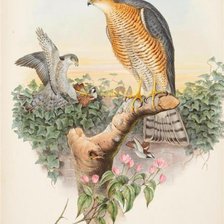 Схема вышивки «птицы»