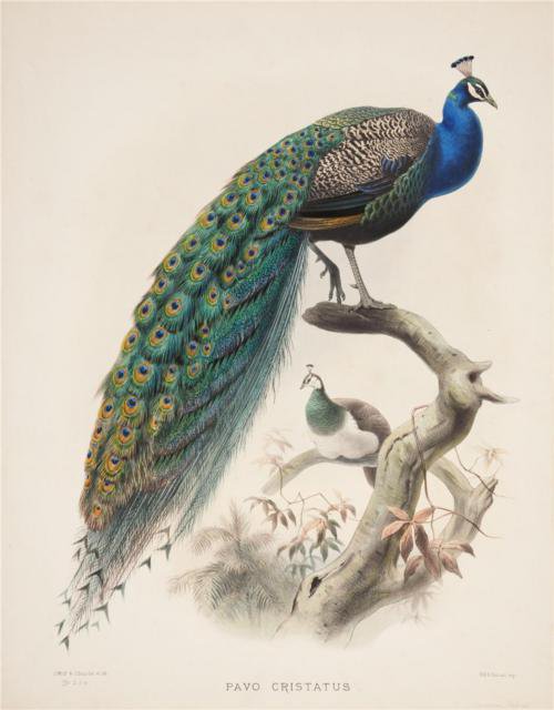 птицы - птицы, павлин - оригинал