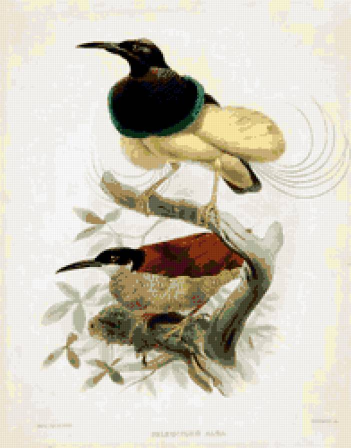 птицы - птицы - предпросмотр