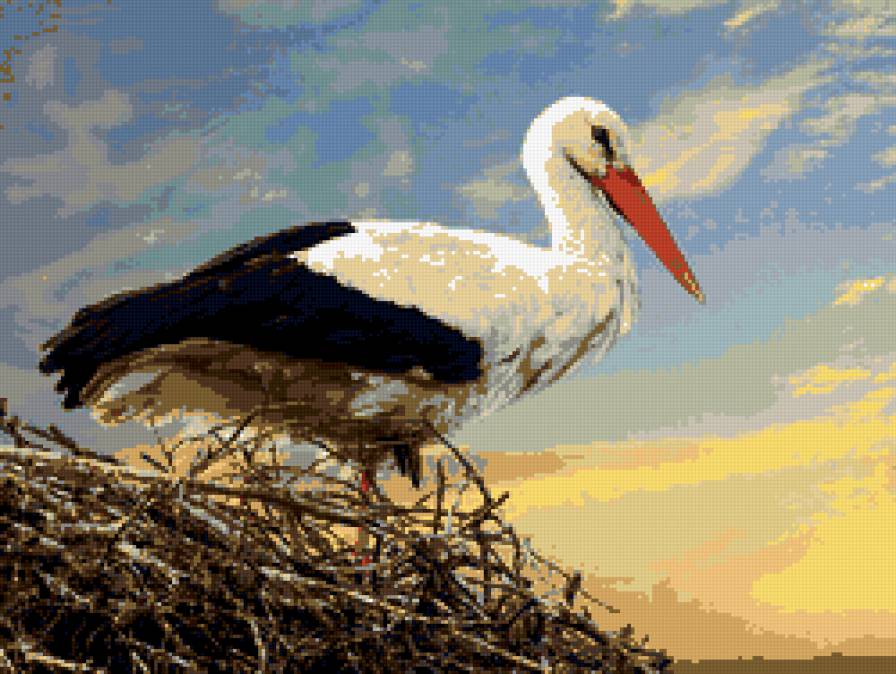 аист - птицы, аист - предпросмотр