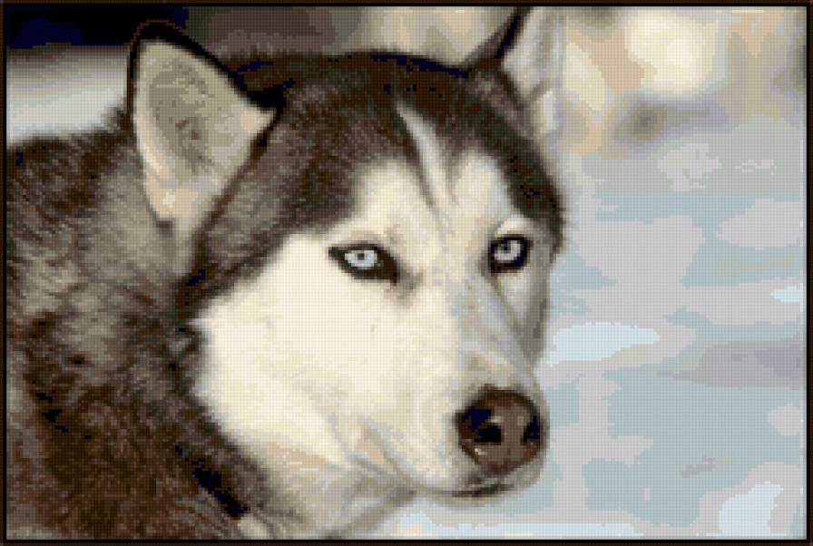 голубоглазый хаски - собаки, хаски - предпросмотр