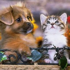 щенок и котенок