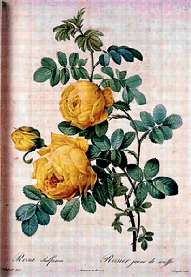 жёлтые розы - цветы, розы - предпросмотр